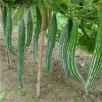 Mướp nhật nhà trồng trồng thiên nhiên